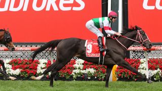 Cox Plate Legends Series