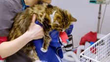 S14 E2: Bondi Vet