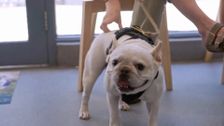 S13 E5: Bondi Vet