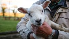 S4 E7: The Yorkshire Vet