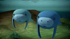 S2 E19: Manatees
