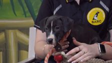 S13 E8: Bondi Vet