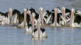Journey Of The Pelicans: An Outback Mystery