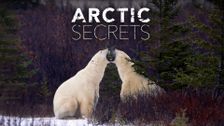 Arctic Secrets