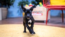S4 E3: The Dog House Australia