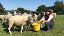 S9 E3: The Yorkshire Vet