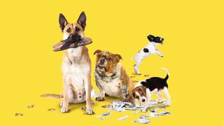 Dogs Behaving (Very) Badly Australia