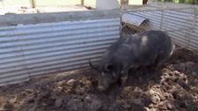 S6 E12: Bondi Vet