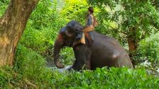 S1 E40: Andy and the Asian Elephants