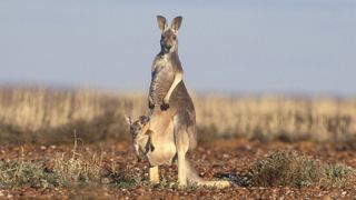 Extraordinary Animals
