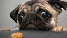 S1 E1: Animals Make You Laugh Out Loud