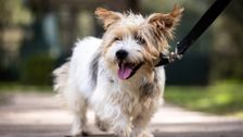 S1 E2: The Dog House Australia