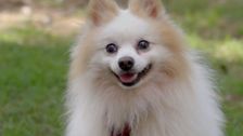 S1 E3: The Dog House Australia
