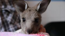 S7 E18: Bondi Vet