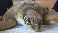 S1 E1: Animal Tales