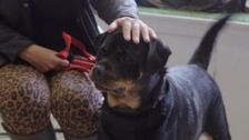S12 E9: Bondi Vet