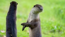 S1 E2: Andy and the Smooth-Coated Otters