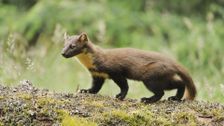 S1 E3: Scotland: The New Wild