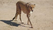 S1 E5: Kgalagadi Transfrontier Park