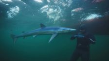 S1 E4: Sharks of the North Atlantic