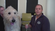 S1 E3: Animal SOS Australia