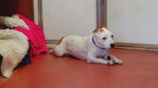 S2 E2: Paul O'Grady: For the Love of Dogs