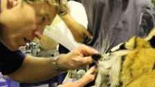 S4 E13: A Tiger's Visit to the Dentist
