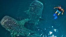 S1 E3: Coral Triangle