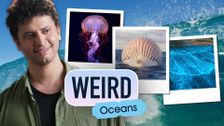Weird: Oceans