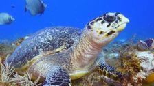 S1 E2: Cozumel