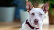 S2 E1: The Dog House Australia