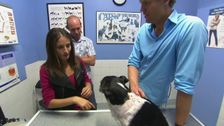 S2 E15: Bondi Vet