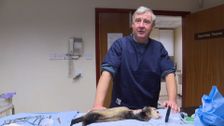 S2 E4: The Yorkshire Vet
