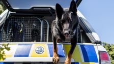 S12 E2: Dog Patrol