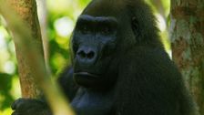 S4 E10: Gabon Coast
