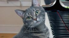 S1 E2: Cats Make You Laugh Out Loud
