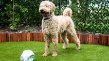 S5 E9: The Dog House Australia