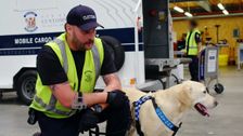 S12 E5: Dog Patrol
