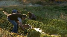 S2 E8: Wild Food