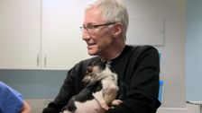 S1 E2: Paul O'Grady: For the Love of Dogs