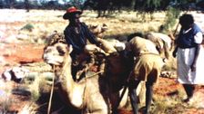 Camels and the Pitjantjara