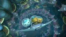 S2 E13: Manta Rays