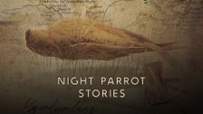 Night Parrot Stories