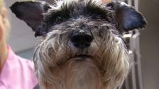 S7 E26: Bondi Vet