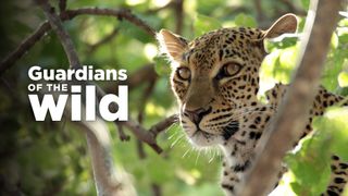 Guardians of the Wild