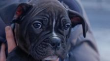 S13 E3: Bondi Vet