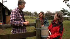 S1 E5: Chicken Dispatching and Abalone Diving