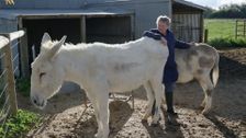 S9 E16: China's Demand For 'Miracle' Donkeys