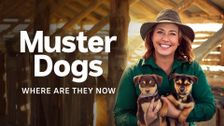 Muster Dogs: Where Are They Now