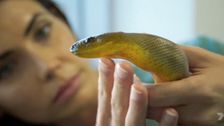 S14 E7: Bondi Vet